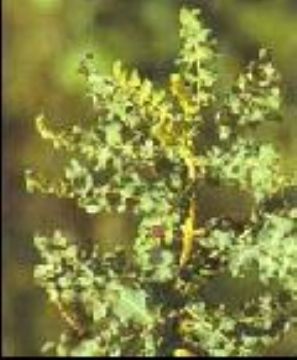 Boswellia Extract